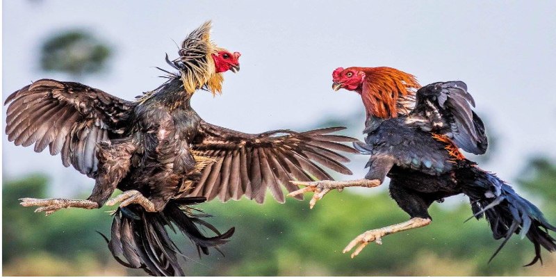 Tổng quan về cách Nuôi gà đá bo đúng chuẩn để gà sung sức nhất