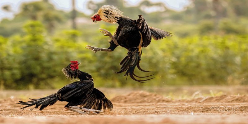 Cách Nuôi gà đá bo hiệu quả nhất cho gà chiến thắng