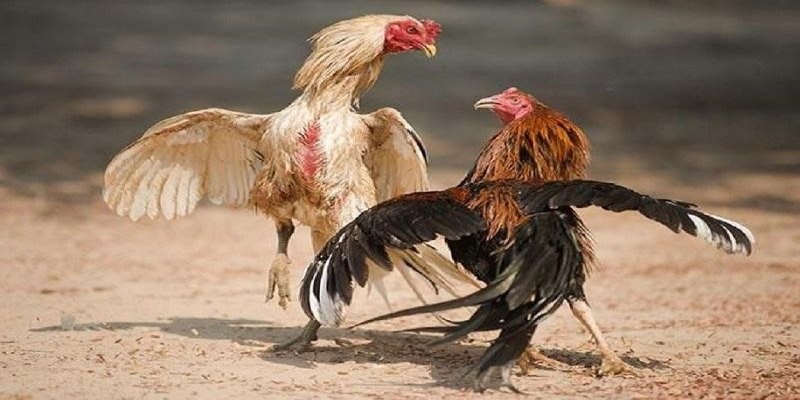 Cách bắt kèo đá gà chính xác, nâng cao tỷ lệ thắng cược