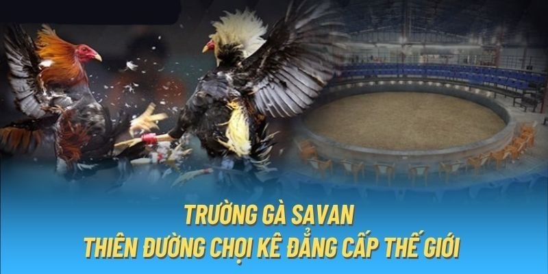 Giới thiệu tổng quan về trường gà Savan cho người mới