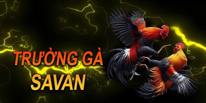 Trường gà Savan nơi đam mê thăng hoa cùng trận chiến